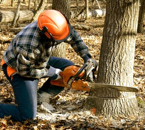 Tree Removal in Oak Creek, WI